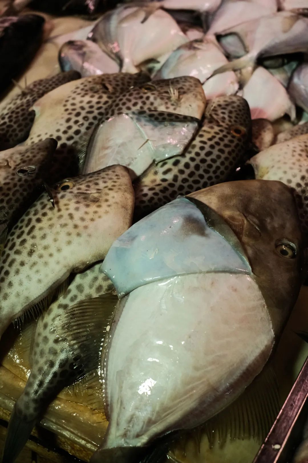 吃中国蚝的好处,吃蚝必选之地