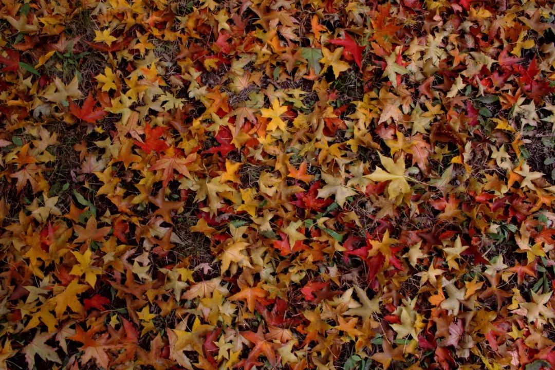 枫叶自驾最美路线,中国最美的枫叶大道