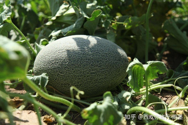 *疆新**瓜果攻略最好的季节配最美味的水果