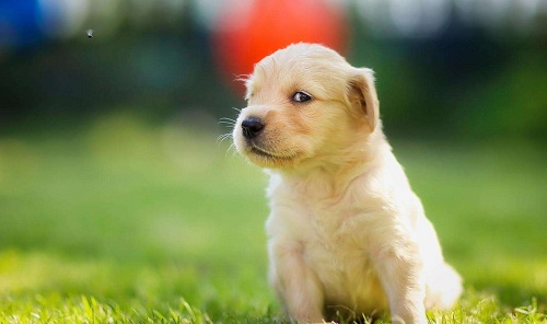 狗狗感冒了不吃不喝怎么办,狗狗感冒怎么治视频