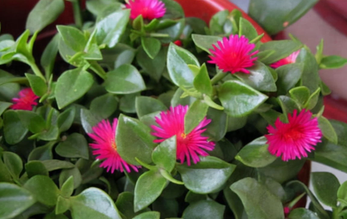 阳台养什么吊兰最好看,吊兰三月开花好吗