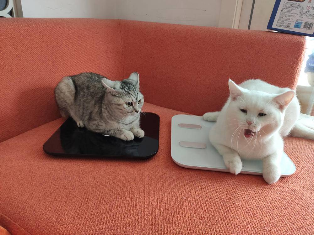 云康宝体脂秤蓝牙和wifi区别,云康宝和华为八电极体脂秤评测