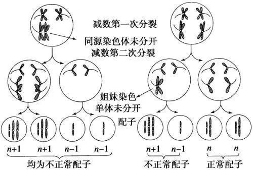 人类有两种人格吗,人类有两个性别吗