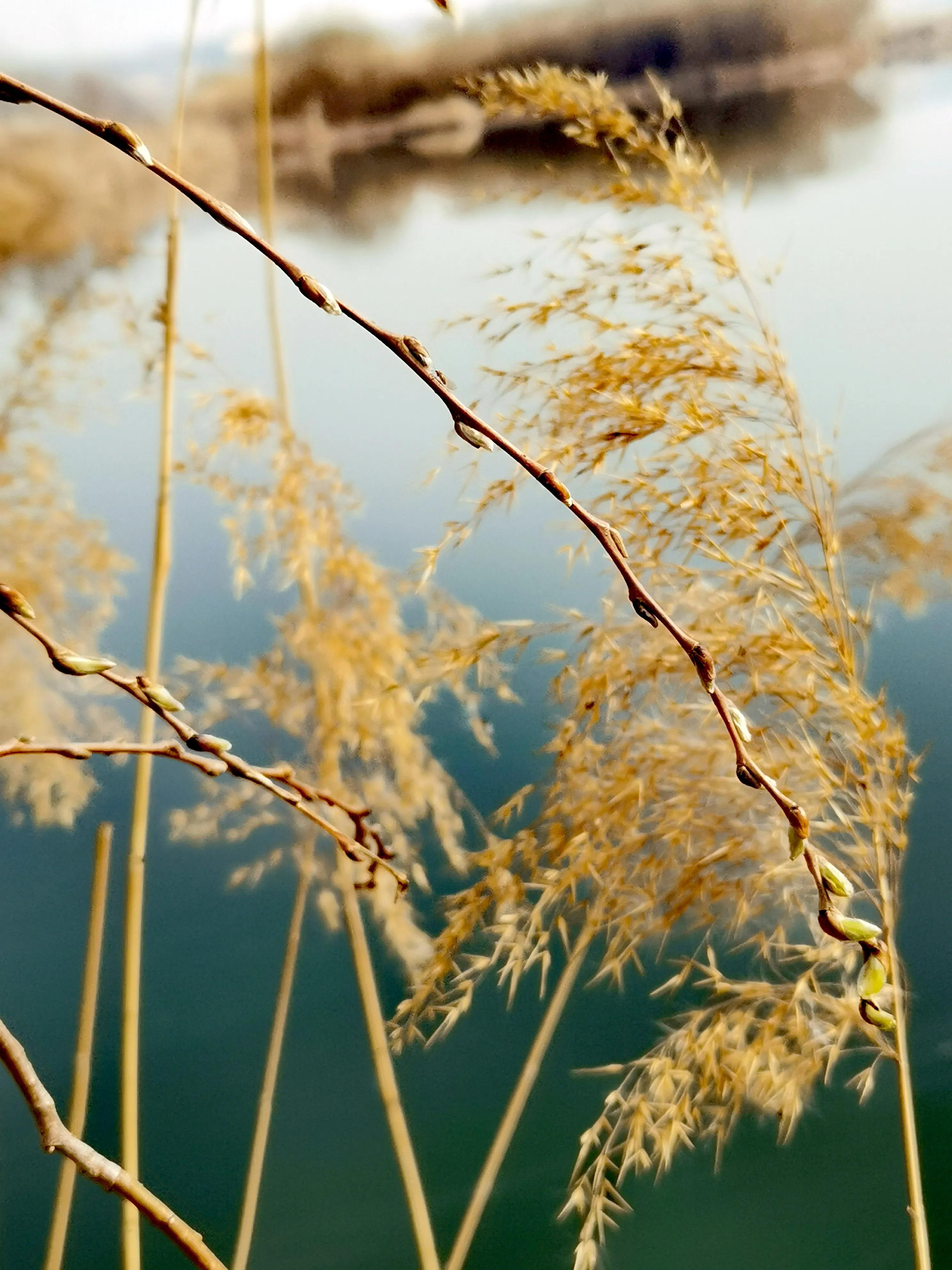 大年初一逛栎阳湖湿地公园,柳色遥看近吐绿,春归石川河!