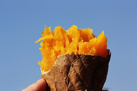 绮ゅ紡鏃╄尪鏂扮枂,鏂扮枂鐗硅壊鏃╄尪