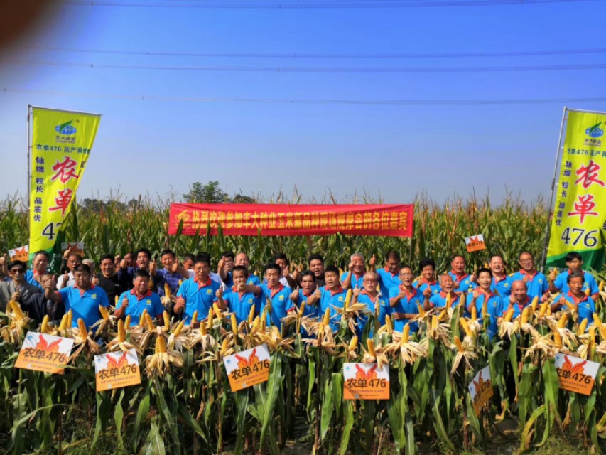 农大683玉米高产抗倒伏,农单113种子抗倒伏