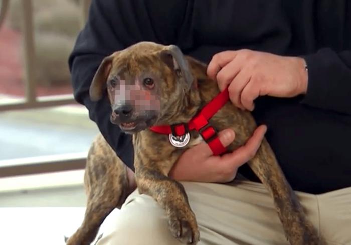 狗狗把自己烫伤后，记住不能用牙膏紧急处理，主人应学会正确方法