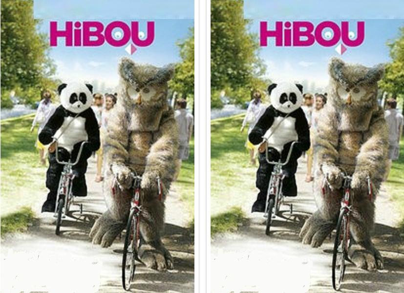 世界上第8种猫头鹰,最受欢迎的猫头鹰