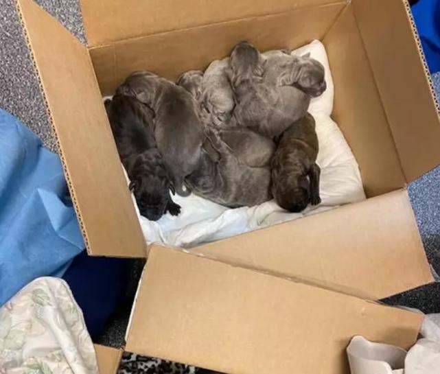 母爱的伟大12年生9个孩子,母爱伟大狗狗救自己的孩子视频