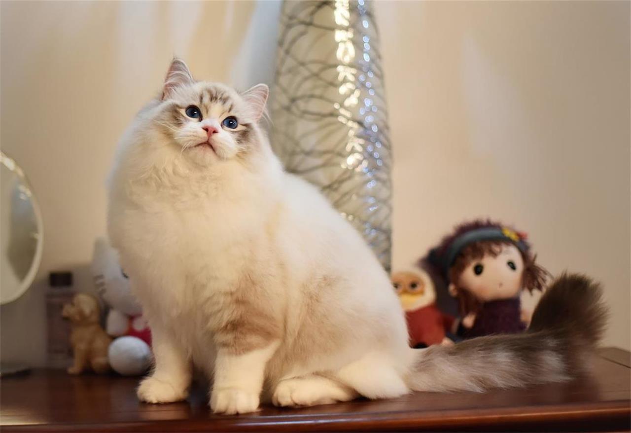 国内很少人养的猫品种大全,哪个品种的猫最便宜又好看又好养