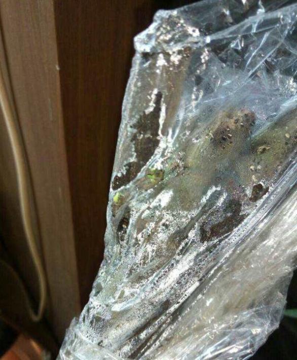 金弹子生桩好成活吗,金弹子生桩回芽后重新缠膜