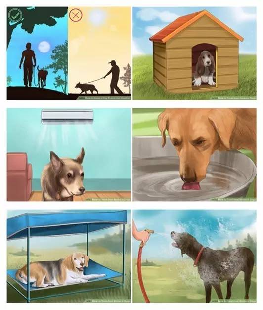 狗狗常见的意外事故及急救方法,狗狗意外伤人怎么治疗