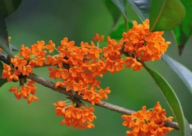 中国十大名花排行哪个是你的最爱,你知道中国十大名花是什么花吗