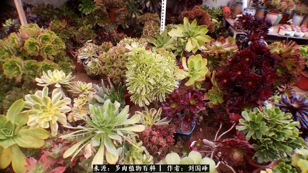 七百元打造的多肉王国，你还缺什么？
