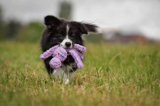 一只狗狗一天喂几顿,小狗狗一天拉几次大便是正常的