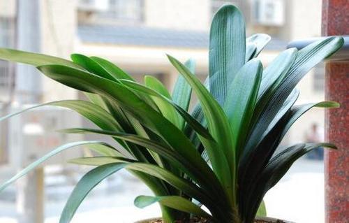 如何防止君子兰叶片晒伤,养了三年的君子兰有黄叶什么情况