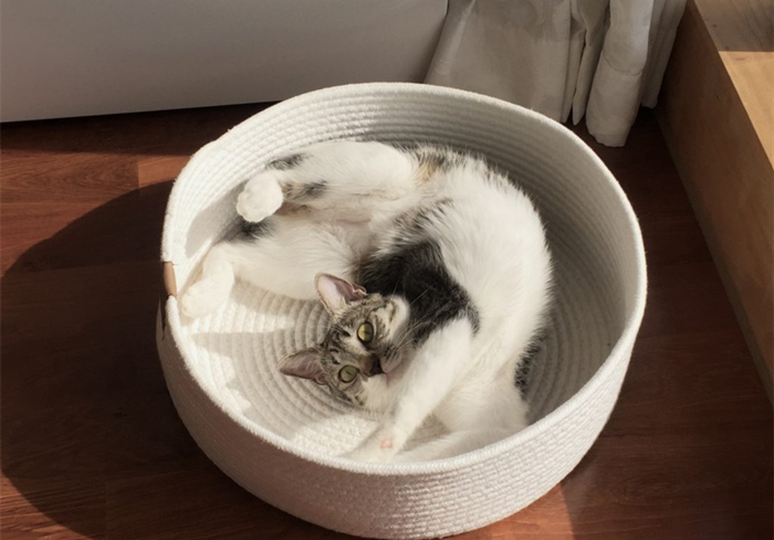 想撸猫但是猫害怕怎么办,想撸猫又怕脏怎么办