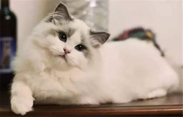 带猫回家过年注意事项萌宠指南,猫咪春节寄养指南