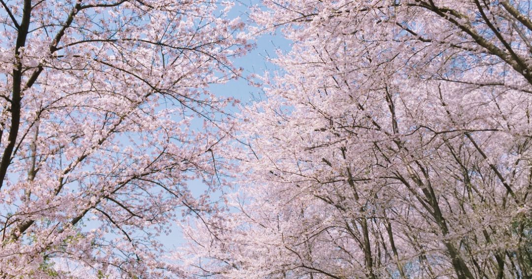 全球最大的樱花基地,全球最大樱花基地赏花时节已至