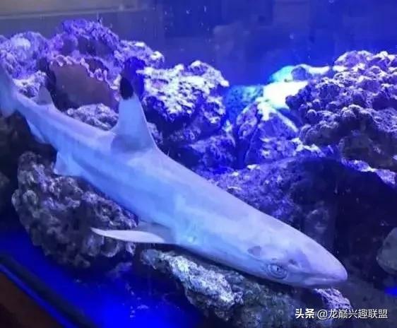 楸肩几濡傛璞皵,楂樼楸肩几椴ㄩ奔