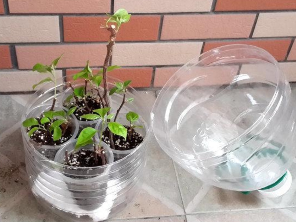 扦插花的快速生根法,哪些花卉可以用扦插的方法插活