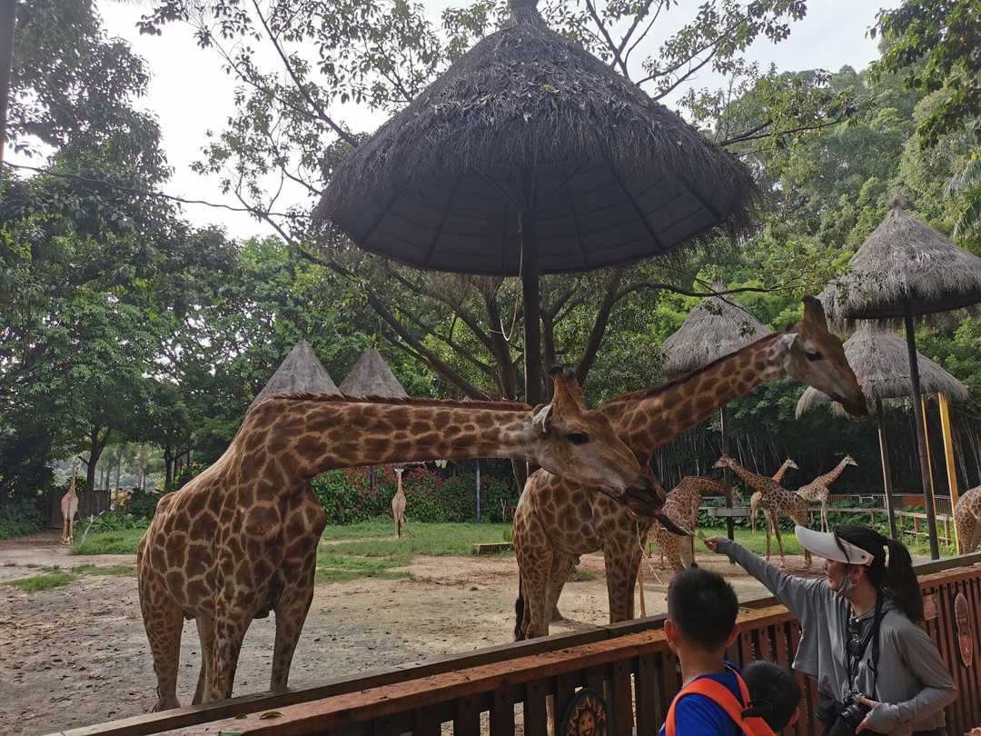 和家人一起去长隆,四月和朋友们来长隆动物园