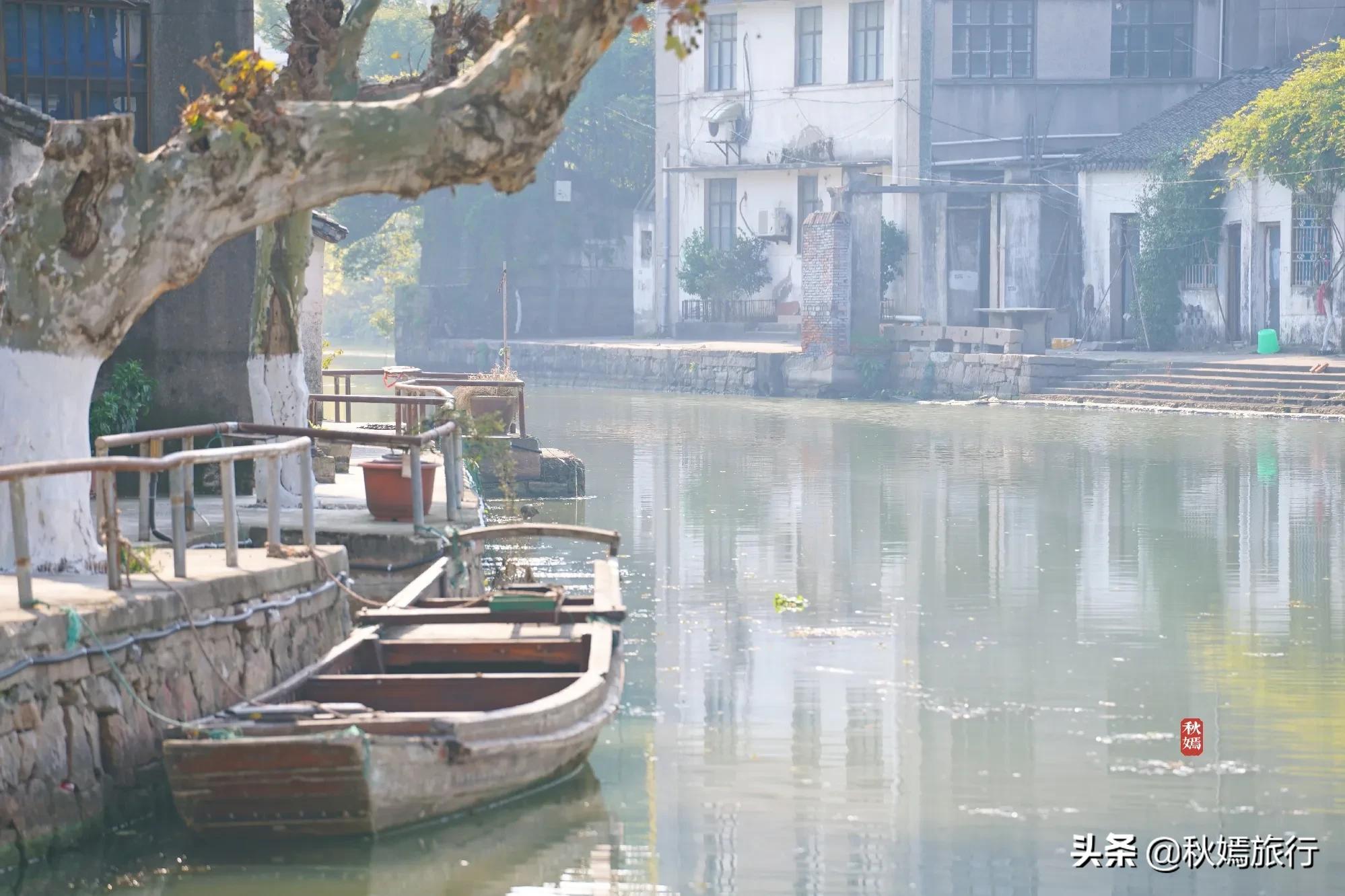 相城区北桥镇千年银杏树,苏州相城银杏打卡