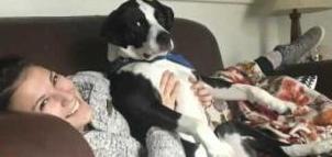 如何避免与狗狗的敌对情绪,小狗狗怕生怎么办