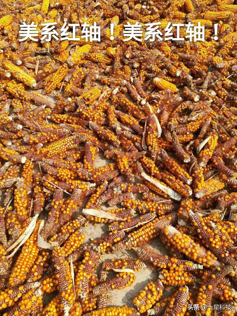 赠送种子助农增收活动,免费送麦种的好处