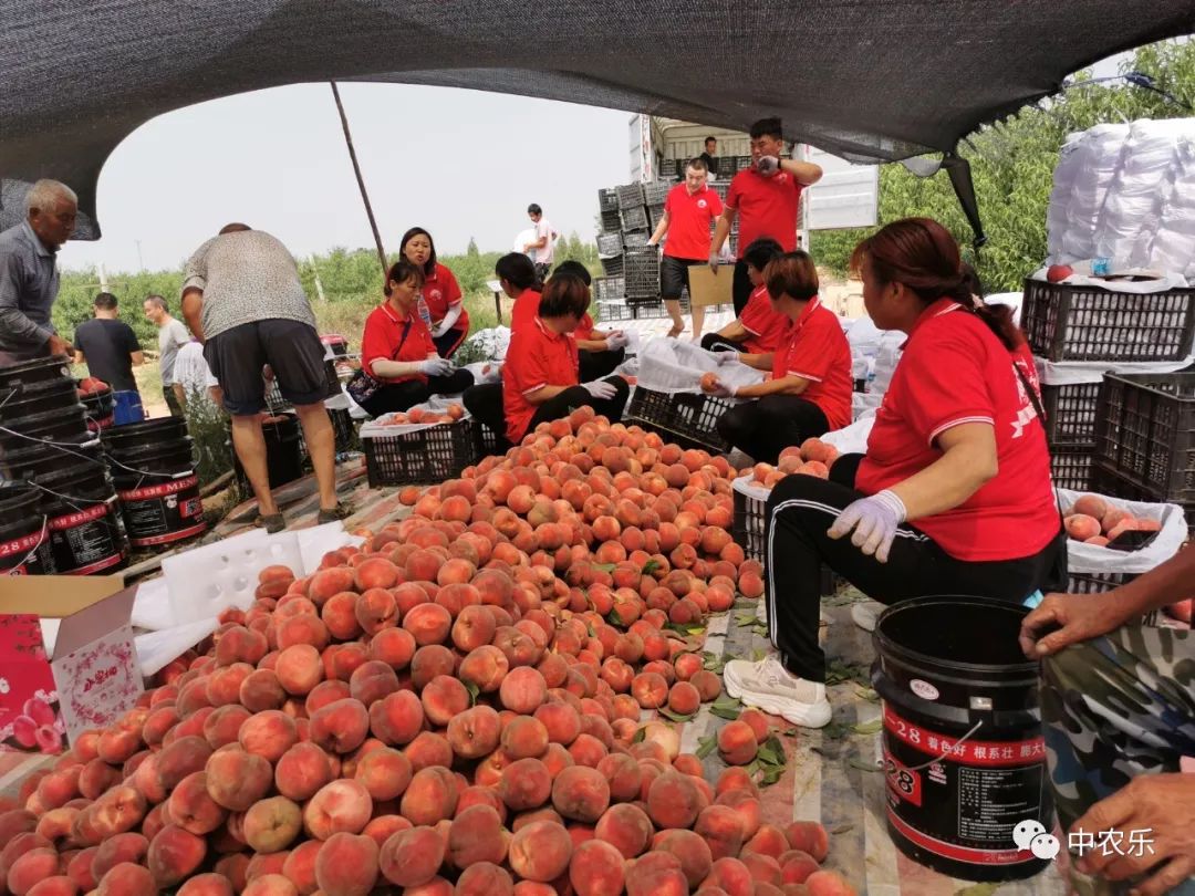 「运城日报」中农乐桃花源：“河东桃”的“大脑”