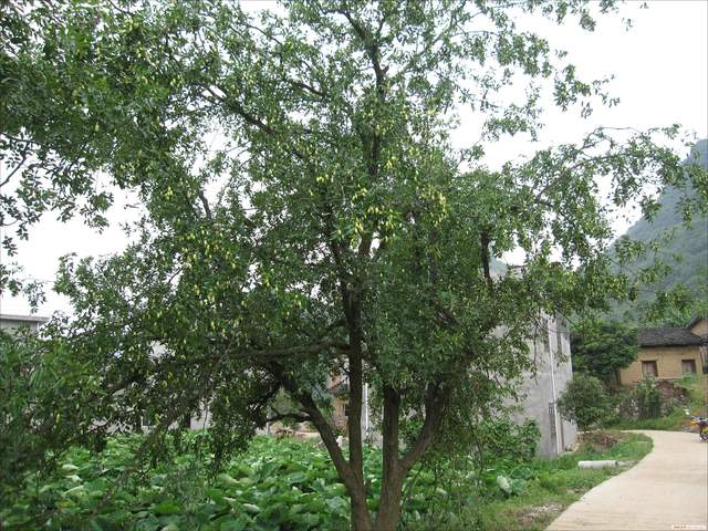 童年被洋辣子蛰过,蚂蝗小时候的噩梦