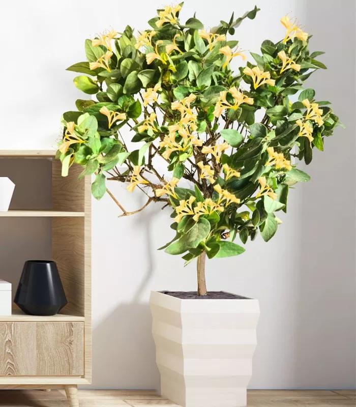 防蚊虫的花草绿植适合在院子种植,杀菌抗菌抑菌的15种花卉绿植