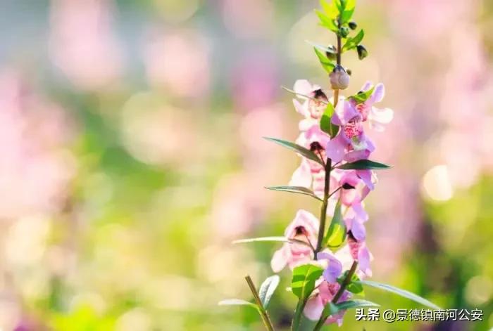 春晓唐诗中写了春天哪些景物,唐诗中关于春天的经典诗句