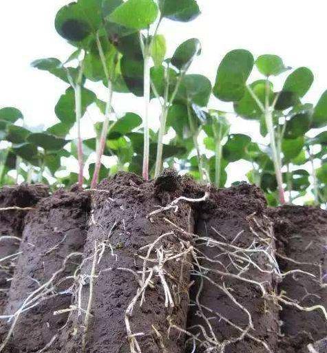 生根抗病的菌肥,生根最快的肥料em菌肥