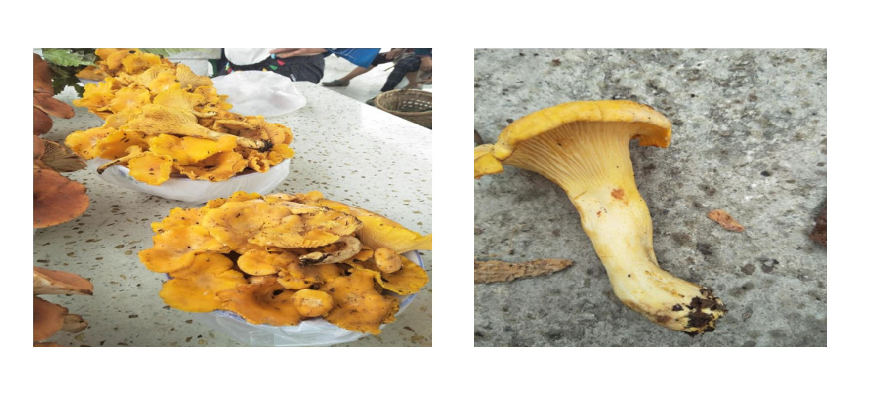 云南可食野生菌品种大全图片,海南常见的几种可食野生菌