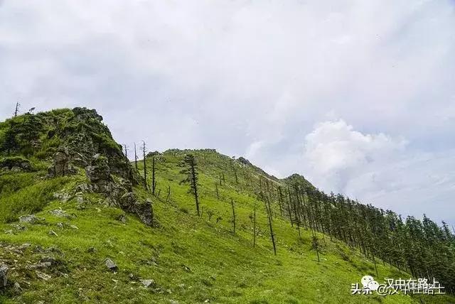 探秘汉中,汉中一村子窜入野生羚牛