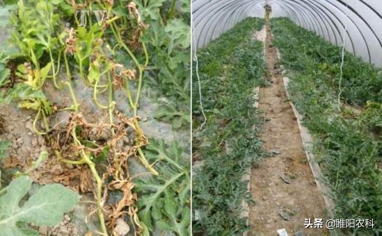 西瓜根腐病怎么办,西瓜根腐病什么样