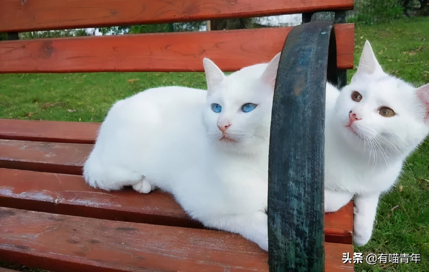 北大猫咪图鉴,中国人民大学猫咪图鉴