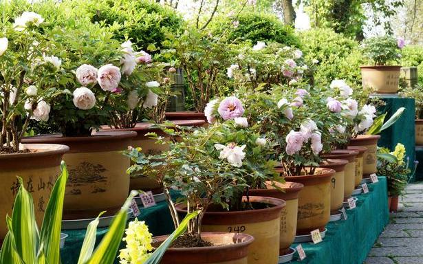 土养花如何杀虫杀菌,养花的土壤怎么样才能杀菌杀虫