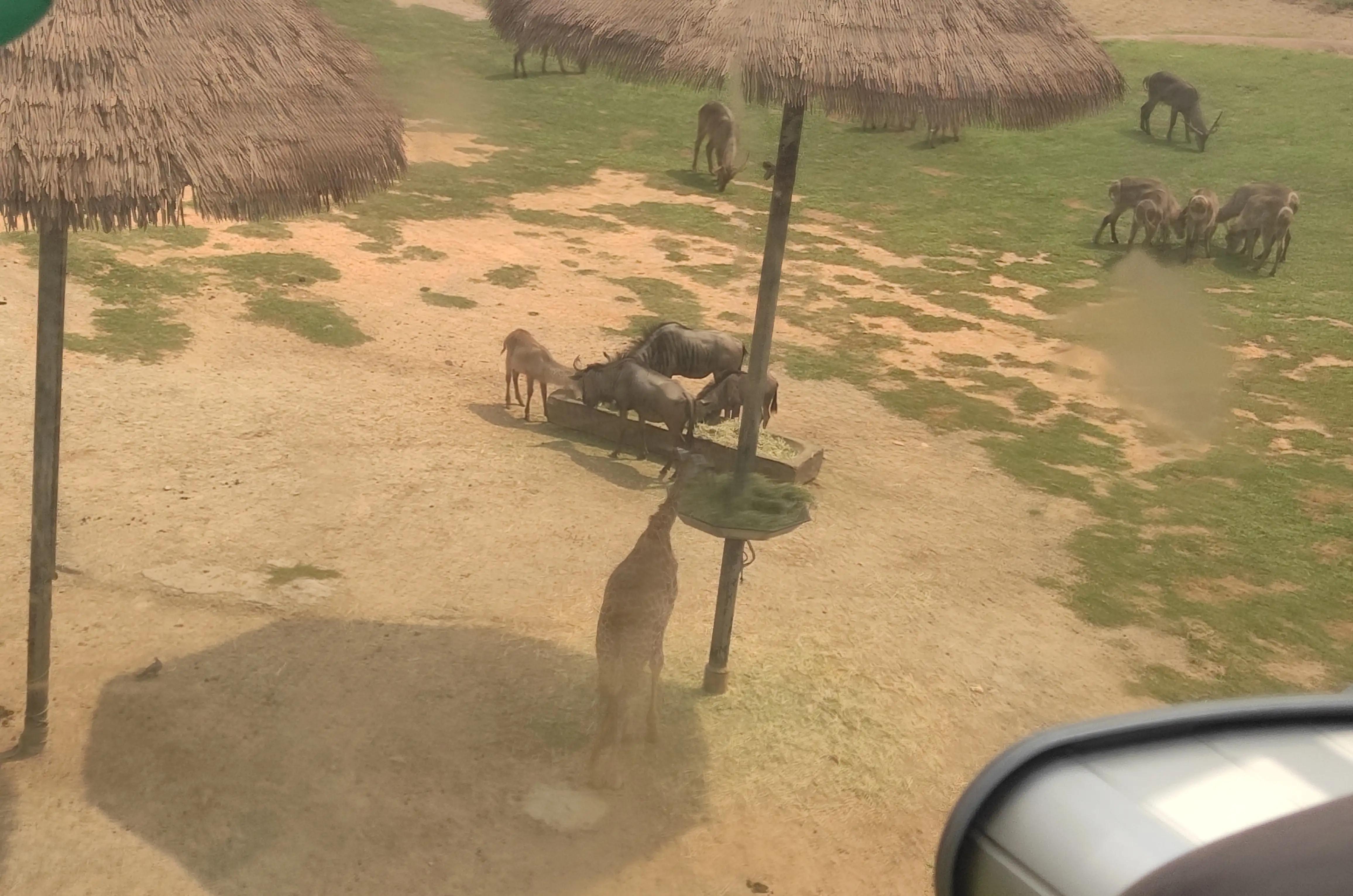 外地人去长隆野生动物园攻略,住在广州长隆野生动物园攻略