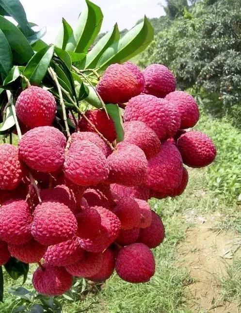 深圳光明发展最好的地方在哪,深圳光明区有什么好的地方