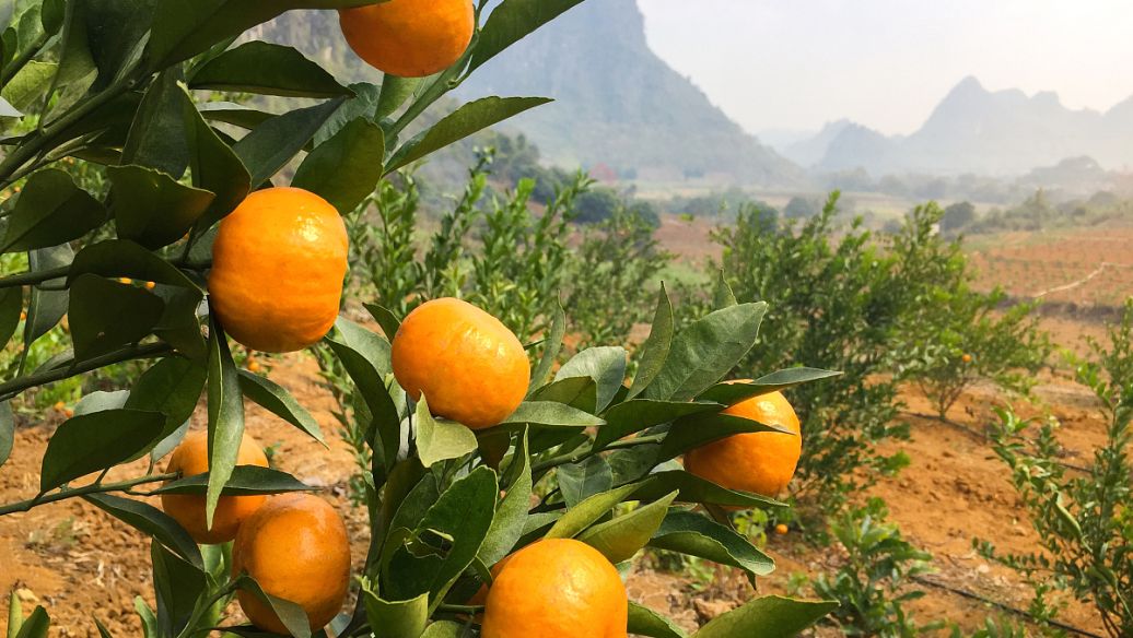 宁波适合种什么水果,宁波南洋水果