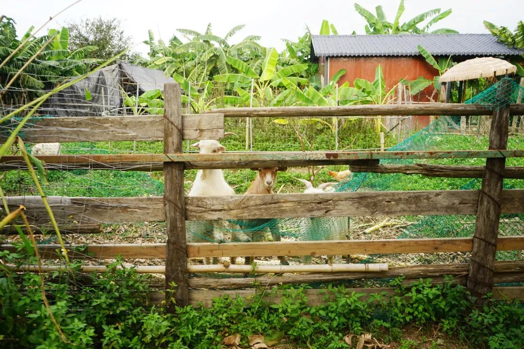 人气最旺的亲子农场,世外桃源亲子农场探店