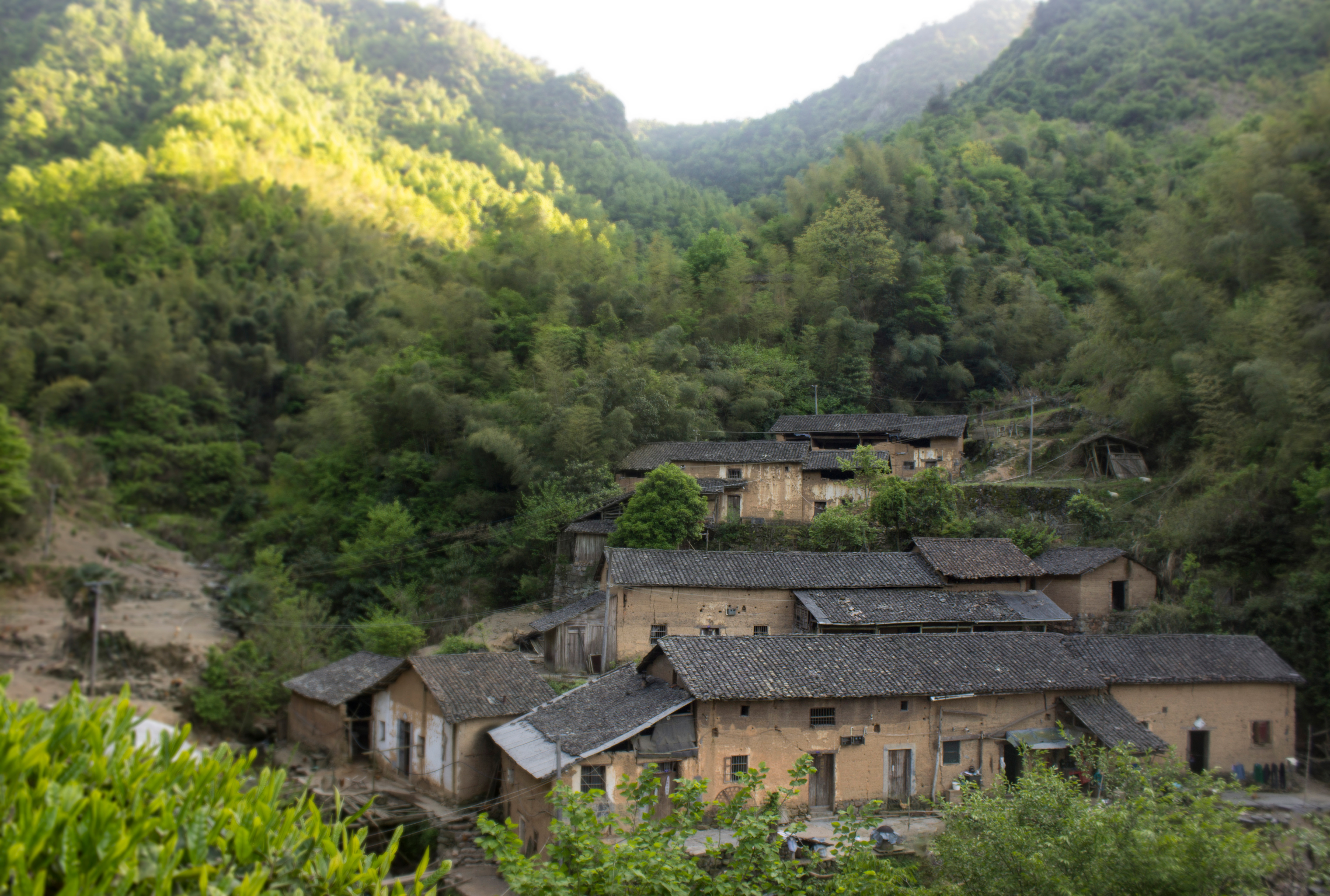 土鸡养殖技术一年挣多少钱,散养土鸡致富方法