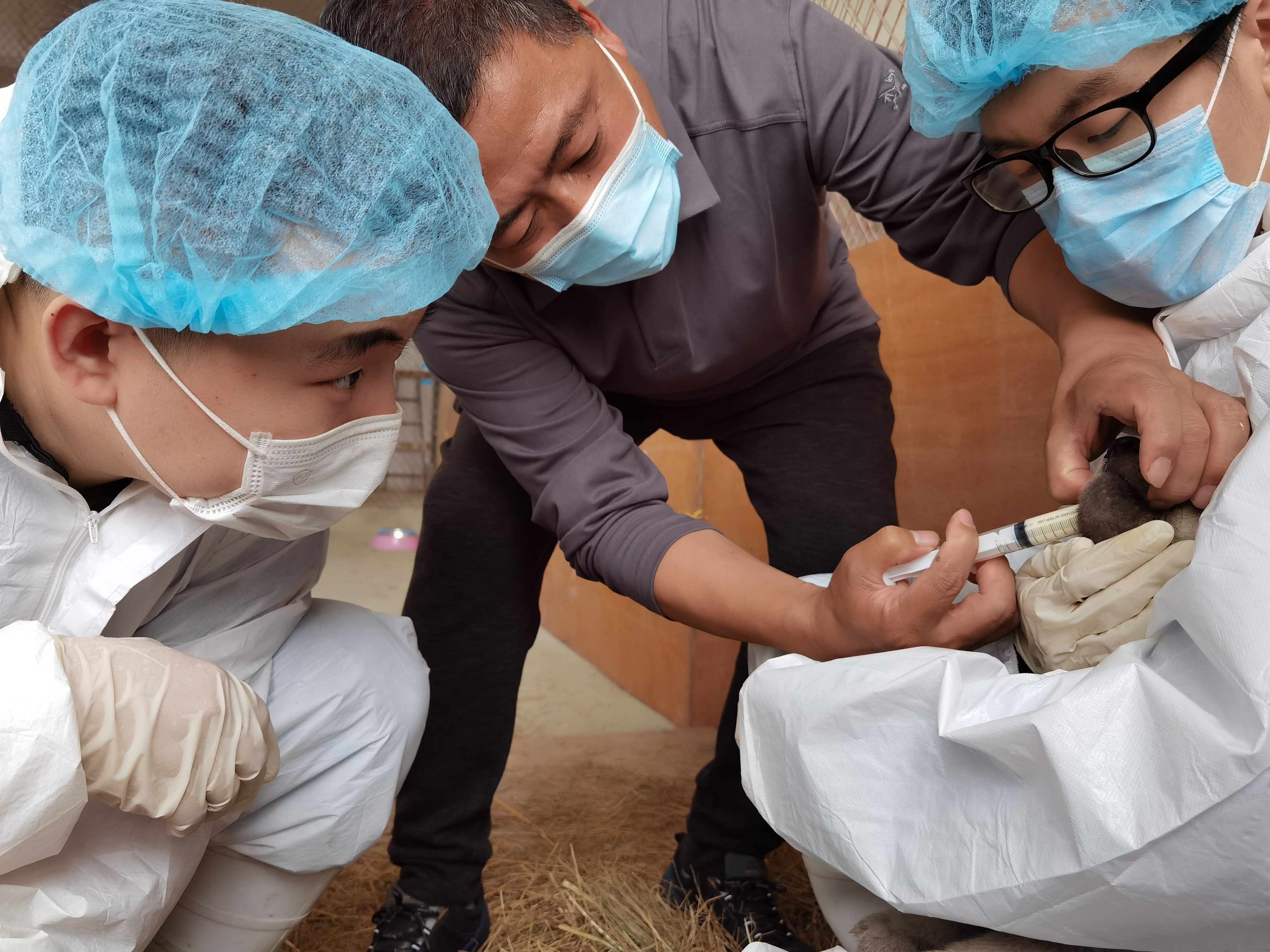 “生命面前万物平等”——记极地馆首席动物医疗顾问王福军教授