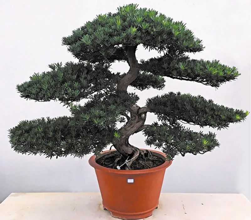 盆景素材十大排名 (什么盆景素材最好)