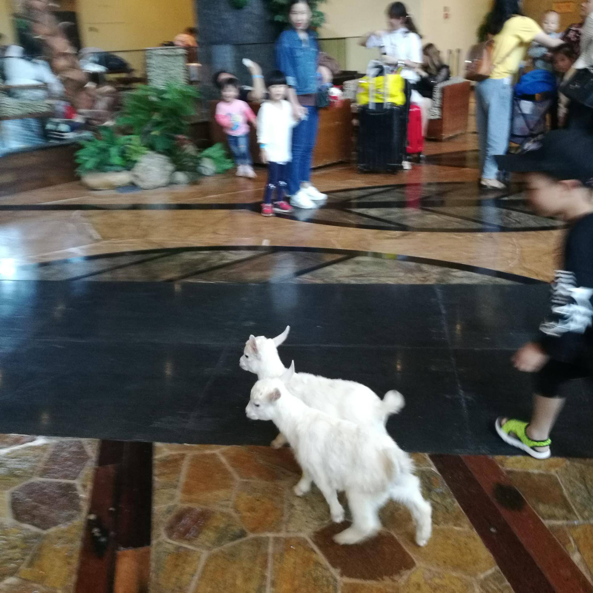 厦门灵玲动物王国游玩时间,五一去哪个动物园玩亲子一日游