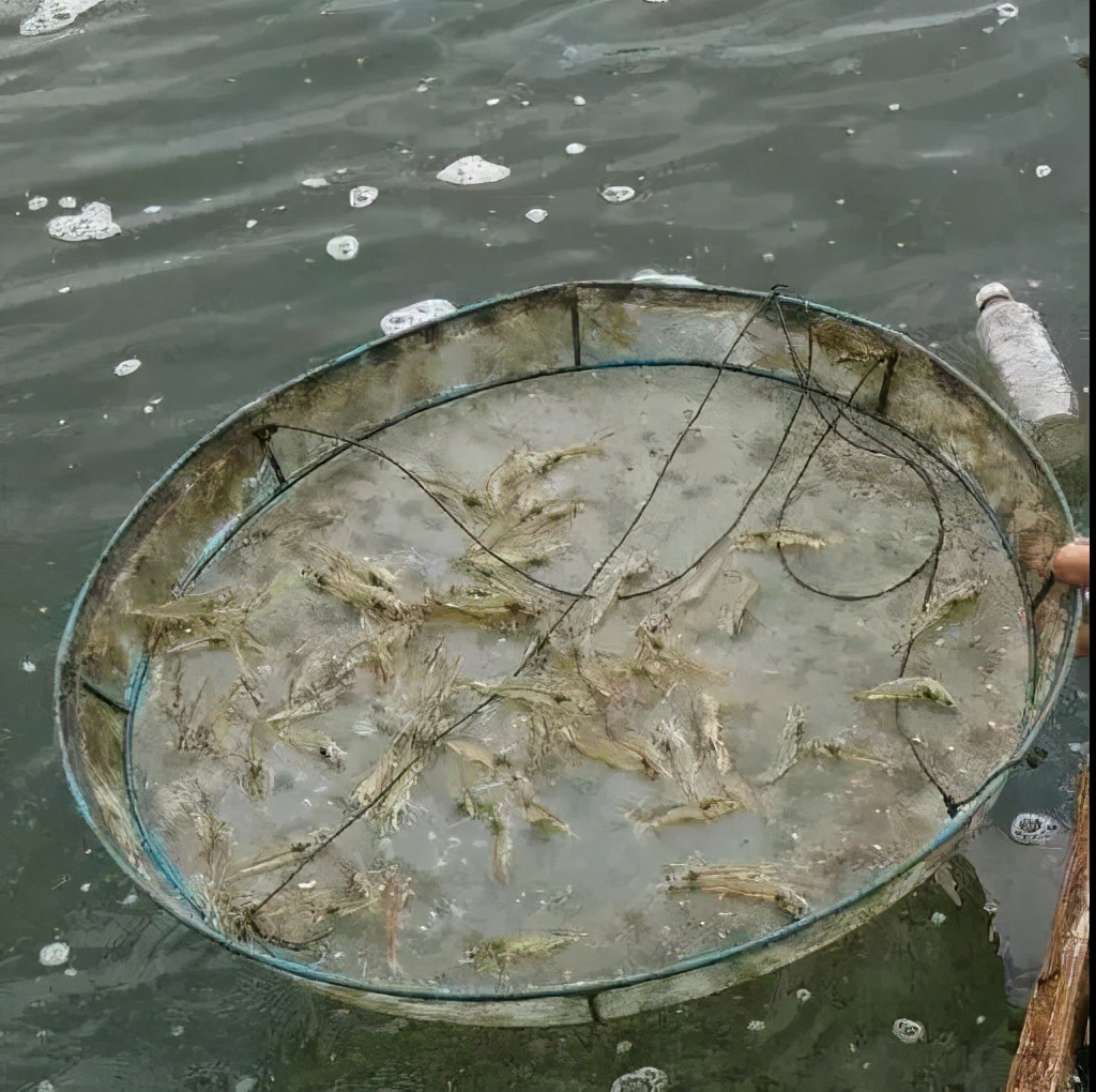 南美白对虾如何安全度过转肝期,南美白对虾怎么处理干净