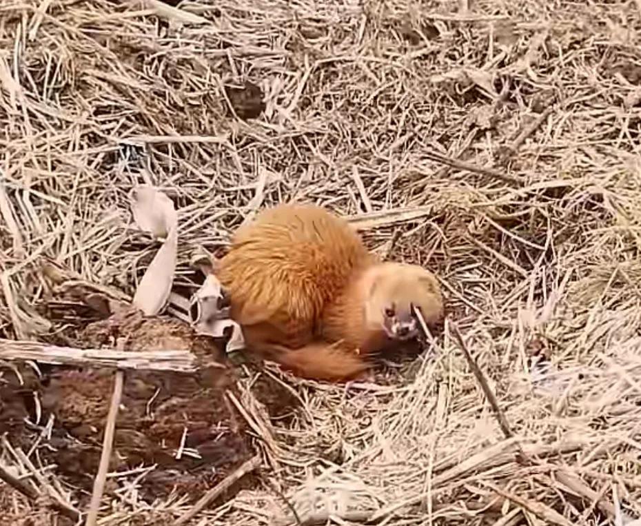 捕捉黄大仙的方法有哪些,黄大仙为什么怕黄鼠狼