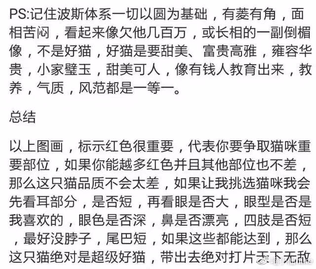 加菲猫品相怎么看,加菲是什么品相